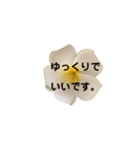 優しくてポジティブなプルメリア（個別スタンプ：9）
