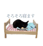 ✾愉快な猫たち3✾（個別スタンプ：6）