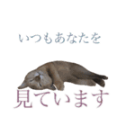 ✾愉快な猫たち3✾（個別スタンプ：7）