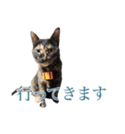 ✾愉快な猫たち3✾（個別スタンプ：21）