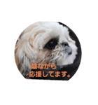 日々マルちゃん①（個別スタンプ：4）