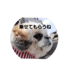 日々マルちゃん①（個別スタンプ：6）
