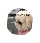 日々マルちゃん①（個別スタンプ：7）