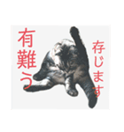 犬猫三昧⑦（個別スタンプ：1）