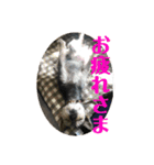 犬猫三昧⑦（個別スタンプ：2）
