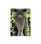犬猫三昧⑦（個別スタンプ：3）
