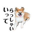 犬猫三昧⑦（個別スタンプ：4）