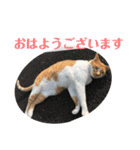 犬猫三昧⑦（個別スタンプ：5）