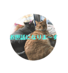 犬猫三昧⑦（個別スタンプ：6）