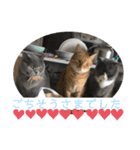 犬猫三昧⑦（個別スタンプ：7）