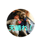 犬猫三昧⑦（個別スタンプ：9）