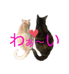 犬猫三昧⑦（個別スタンプ：10）
