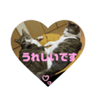 犬猫三昧⑦（個別スタンプ：11）