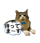 犬猫三昧⑦（個別スタンプ：12）