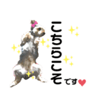 犬猫三昧⑦（個別スタンプ：13）