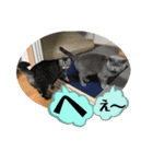 犬猫三昧⑦（個別スタンプ：14）