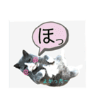 犬猫三昧⑦（個別スタンプ：15）