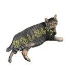 犬猫三昧⑦（個別スタンプ：16）