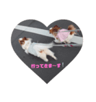 パピヨン クララ＆レイナ8（個別スタンプ：4）
