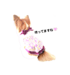 パピヨン クララ＆レイナ8（個別スタンプ：5）