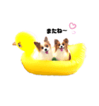 パピヨン クララ＆レイナ8（個別スタンプ：6）