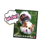 パピヨン クララ＆レイナ8（個別スタンプ：7）