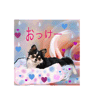 ワンちゃんとネコちゃんの写真スタンプ(3)（個別スタンプ：4）