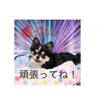 ワンちゃんとネコちゃんの写真スタンプ(3)（個別スタンプ：15）