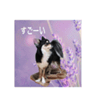 ワンちゃんとネコちゃんの写真スタンプ(3)（個別スタンプ：33）