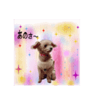 ワンちゃんとネコちゃんの写真スタンプ(3)（個別スタンプ：37）