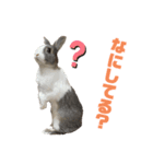 ミニウサギのしらすちゃんその2（個別スタンプ：1）
