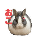 ミニウサギのしらすちゃんその2（個別スタンプ：2）