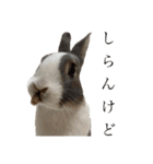 ミニウサギのしらすちゃんその2（個別スタンプ：3）