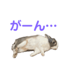 ミニウサギのしらすちゃんその2（個別スタンプ：4）