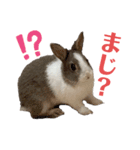 ミニウサギのしらすちゃんその2（個別スタンプ：5）