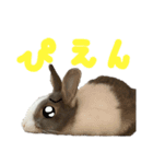 ミニウサギのしらすちゃんその2（個別スタンプ：9）