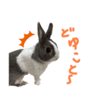 ミニウサギのしらすちゃんその2（個別スタンプ：10）