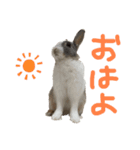ミニウサギのしらすちゃんその2（個別スタンプ：11）