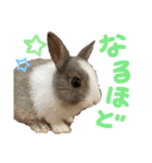 ミニウサギのしらすちゃんその2（個別スタンプ：12）