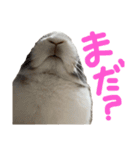 ミニウサギのしらすちゃんその2（個別スタンプ：14）