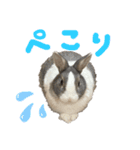 ミニウサギのしらすちゃんその2（個別スタンプ：15）