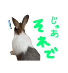 ミニウサギのしらすちゃんその2（個別スタンプ：16）