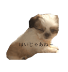 こたろうスタンプ第二弾！（個別スタンプ：5）