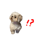 こたろうスタンプ第二弾！（個別スタンプ：7）