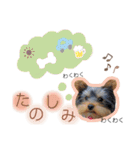 小福のスタンプ②（個別スタンプ：11）