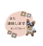 小福のスタンプ②（個別スタンプ：18）