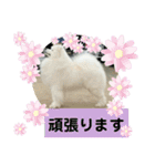 サモエドスタンプ by WINDRIDER（個別スタンプ：12）