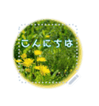 うし子の❁花遊び❁（個別スタンプ：15）