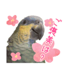 ボウシインコのハルク（個別スタンプ：5）