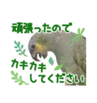 ボウシインコのハルク（個別スタンプ：6）